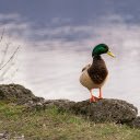 Duck on the lake shore  screen for extension Chrome web store in OffiDocs Chromium