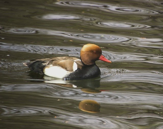 Free download duck pochard bird wading bird free picture to be edited with GIMP free online image editor