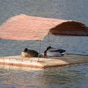 Duck Raft on the River  screen for extension Chrome web store in OffiDocs Chromium