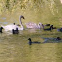 Ducks and swans  screen for extension Chrome web store in OffiDocs Chromium