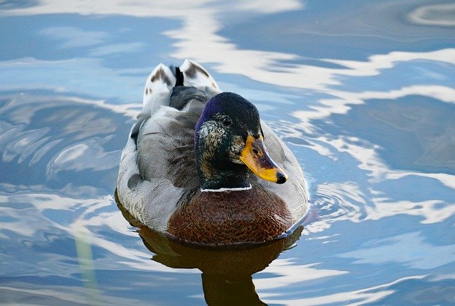 دانلود رایگان عکس منقار شنای پرنده اردک در آب دریاچه برای ویرایش با ویرایشگر تصویر آنلاین رایگان GIMP