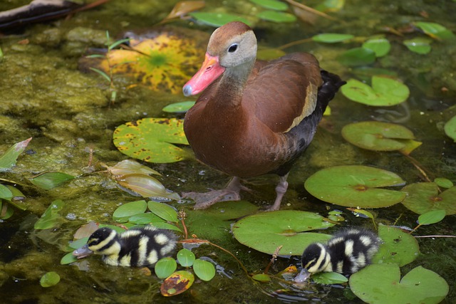 Free download ducks birds ducklings pond free picture to be edited with GIMP free online image editor