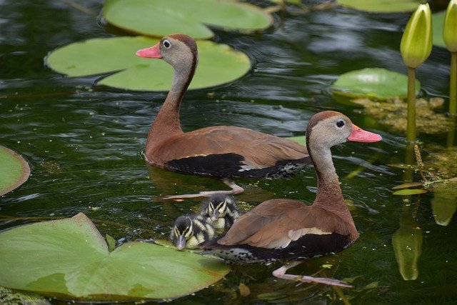 Free download ducks birds pond duckling free picture to be edited with GIMP free online image editor