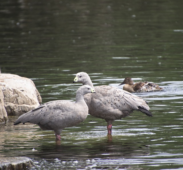 הורדה חינם ברווזים ציפורים מים ציפורים תמונה בחינם לעריכה עם עורך תמונות מקוון חינמי של GIMP