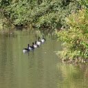 Ducks follow each other  screen for extension Chrome web store in OffiDocs Chromium