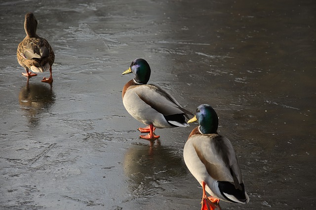 Free download ducks ice cream frozen drake free picture to be edited with GIMP free online image editor
