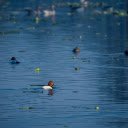 Ducks on the river  screen for extension Chrome web store in OffiDocs Chromium