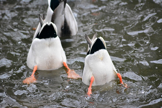 Бесплатно скачать бесплатный шаблон фотографии Ducks Pond Diving Water для редактирования с помощью онлайн-редактора изображений GIMP