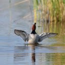 Duck Swimming in the Lake  screen for extension Chrome web store in OffiDocs Chromium