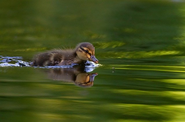 Free download duck teal chick bird birds nature free picture to be edited with GIMP free online image editor