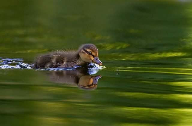 Téléchargement gratuit canard sarcelle poussin oiseau oiseaux nature image gratuite à éditer avec l'éditeur d'images en ligne gratuit GIMP