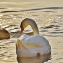 Duck turns into swan  screen for extension Chrome web store in OffiDocs Chromium