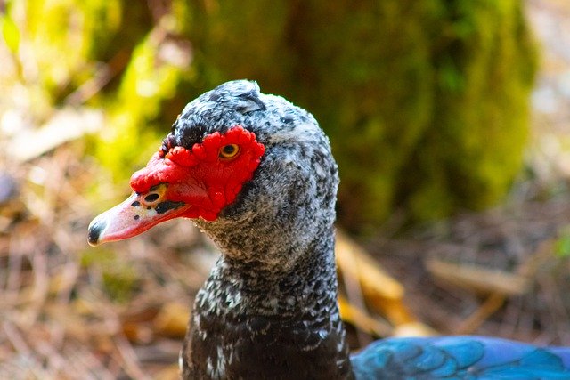 Free graphic duck wild beak feathers head to be edited by GIMP free image editor by OffiDocs