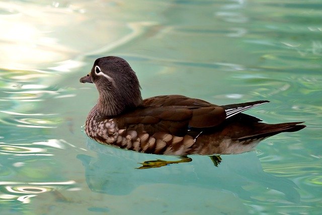 Free download duck wood duck bird animal free picture to be edited with GIMP free online image editor