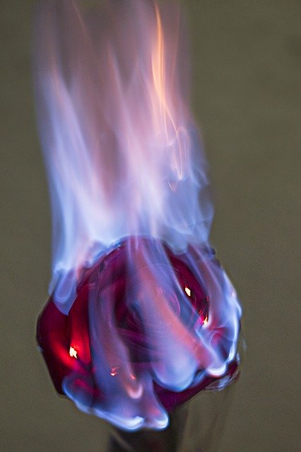 김프 무료 온라인 이미지 편집기로 편집할 죽어가는 아름다움 불타는 장미 깨지기 쉬운 무료 사진 다운로드