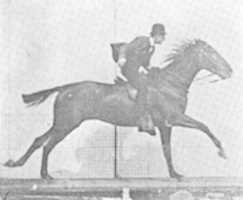 Free download EADWEARD JAMES MUYBRIDGE CATALOGUE OF PHOTOGRAPHIC VIEWS HORSE OCCIDENT GALLOPING 1873 free photo or picture to be edited with GIMP online image editor
