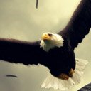 ຫນ້າຈໍ Eagle ສໍາລັບສ່ວນຂະຫຍາຍ Chrome web store ໃນ OffiDocs Chromium
