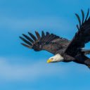 Eagle  screen for extension Chrome web store in OffiDocs Chromium