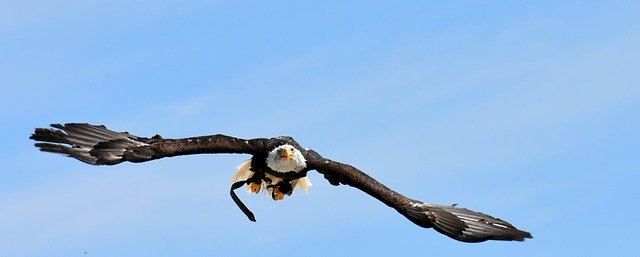 Free download eagle bald eagle flying bird free picture to be edited with GIMP free online image editor