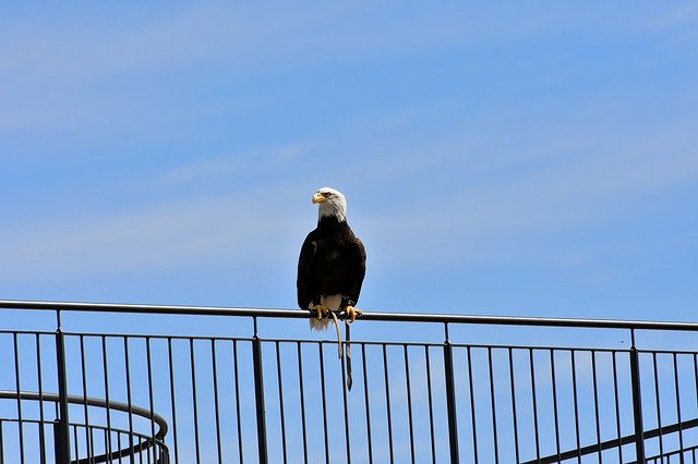 Free download eagle bald eagle to sit bird free picture to be edited with GIMP free online image editor