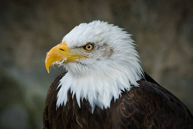 ດາວ​ໂຫຼດ​ຟຣີ ນົກ​ອິນ​ຊີ bald eagle ນົກ​ອິນ​ຊີ​ຂອງ​ຜູ້​ຖືກ​ລ້າ​ຮູບ​ພາບ​ຟຣີ​ທີ່​ຈະ​ໄດ້​ຮັບ​ການ​ແກ້​ໄຂ​ທີ່​ມີ GIMP ບັນນາທິການ​ຮູບ​ພາບ​ອອນ​ໄລ​ນ​໌​ຟຣີ