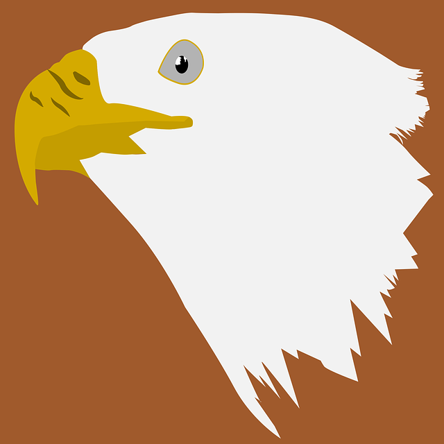 دانلود رایگان Eagle Bird Nature - عکس یا تصویر رایگان قابل ویرایش با ویرایشگر تصویر آنلاین GIMP