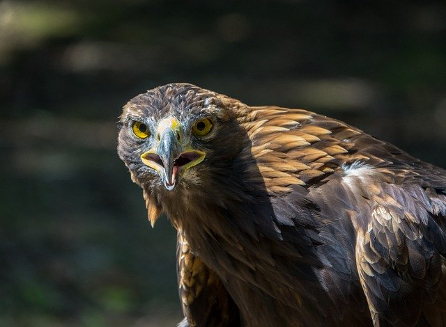 Unduh gratis gambar elang burung pemangsa hewan raptor gratis untuk diedit dengan editor gambar online gratis GIMP