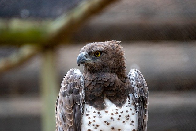 免费下载鹰鸟栖息的猛禽免费图片，使用 GIMP 免费在线图像编辑器进行编辑
