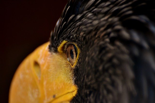 Free download eagle eye eagle eye bird raptor free picture to be edited with GIMP free online image editor