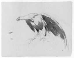 Free download Eagle (from Sketchbook) free photo or picture to be edited with GIMP online image editor