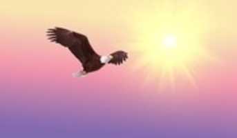 Free download Eagle free photo or picture to be edited with GIMP online image editor