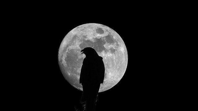 دانلود رایگان Eagle Moon Majestic - عکس یا تصویر رایگان قابل ویرایش با ویرایشگر تصویر آنلاین GIMP