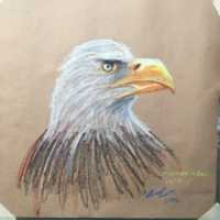 Free download Eagle porfile free photo or picture to be edited with GIMP online image editor