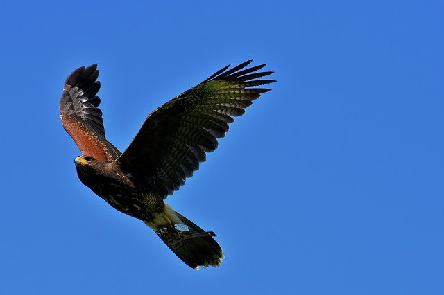 無料ダウンロードイーグルラプター猛禽類の動物無料画像をGIMP無料オンライン画像エディターで編集