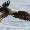 Eagle: The Majestic Ruler of the Skies  screen for extension Chrome web store in OffiDocs Chromium
