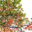 Eagletree  screen for extension Chrome web store in OffiDocs Chromium
