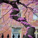 Eastern Redbud flower wallpaper  screen for extension Chrome web store in OffiDocs Chromium