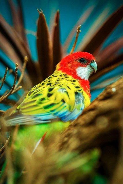 Free download eastern rosella new zealand bird free picture to be edited with GIMP free online image editor