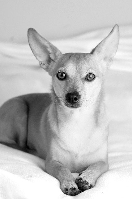 تنزيل صورة مجانية للحيوانات الأليفة من eb dog بشكل مجاني ليتم تحريرها باستخدام محرر الصور المجاني عبر الإنترنت من GIMP