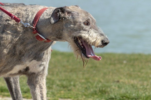 ດາວໂຫຼດຟຣີ eb dog pets four legged loyalty picture free to be edited with GIMP free online image editor