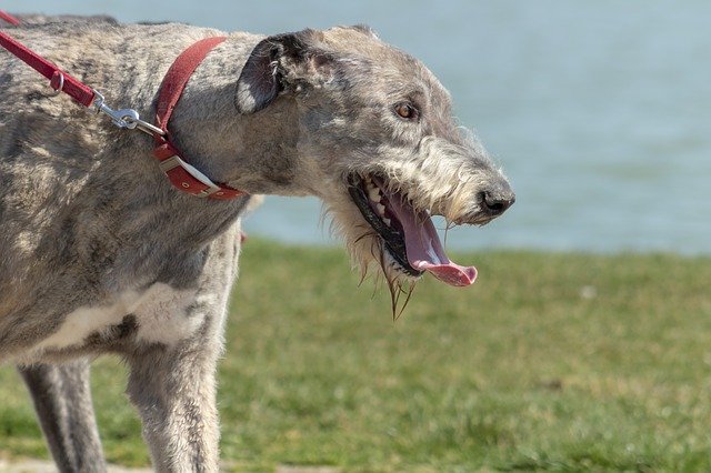 Free download eb dog pets four legged loyalty free picture to be edited with GIMP free online image editor