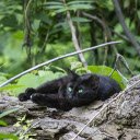 Ebony cat basking in the sun  screen for extension Chrome web store in OffiDocs Chromium