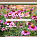 Echinacea Purpurea  screen for extension Chrome web store in OffiDocs Chromium