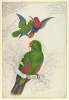 Free download Eclectus Roratus Polychloros free photo or picture to be edited with GIMP online image editor