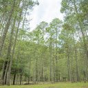Ecological forest  screen for extension Chrome web store in OffiDocs Chromium