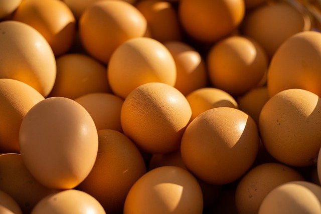 Free download egg chicken livestock poultry food free picture to be edited with GIMP free online image editor