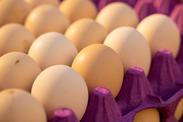 Unduh gratis gambar telur ayam unggas protein makanan gratis untuk diedit dengan editor gambar online gratis GIMP