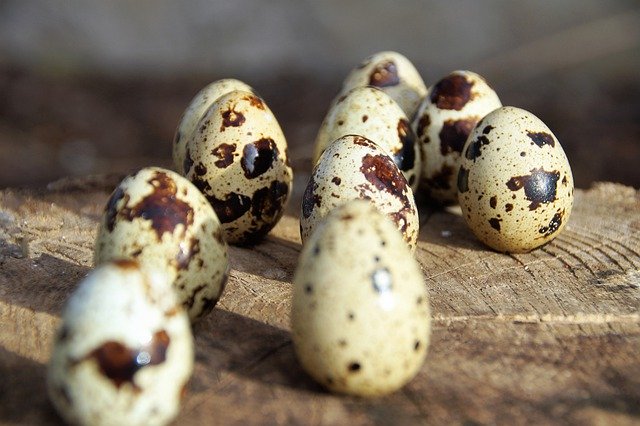 जीआईएमपी मुफ्त ऑनलाइन छवि संपादक के साथ संपादित करने के लिए मुफ्त डाउनलोड अंडा बटेर अंडे छोटे धब्बेदार मुफ्त चित्र
