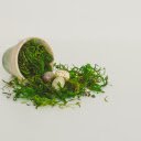 Eggs and moss  screen for extension Chrome web store in OffiDocs Chromium