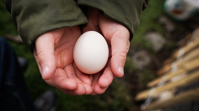 GIMP ücretsiz çevrimiçi resim düzenleyiciyle düzenlenecek ücretsiz indir yumurta kabuğu eller tavuk kümes hayvanları ücretsiz resim